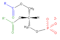 Acide phosphatidique